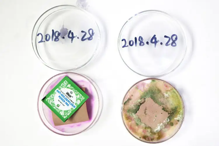 Anti-mould comparison: four petri dishes side by side, the dish holding a sheet staying clean while untreated coupons are overgrown