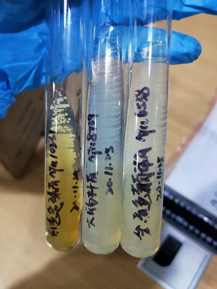 硅胶抗菌试管检测实验